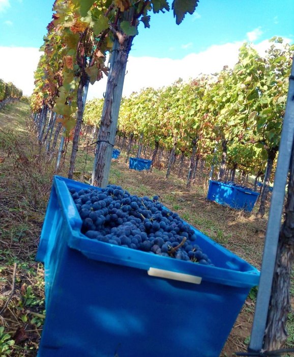 Berba crvenog grožđa u vinogradima Vinarije Milosavljević