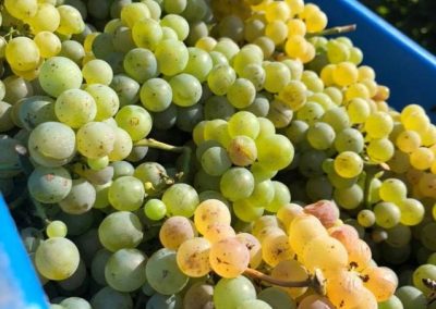 Grožđe Tamjanika iz Vinograda Vinarije Milosavljević