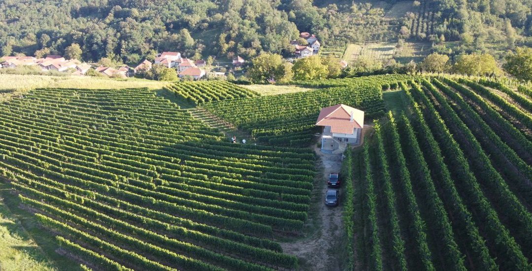 Berba vina 2020 godine u Vinariji Milosavljević