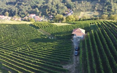 Berba 2020 u Vinogradima Vinarije Milosavljević