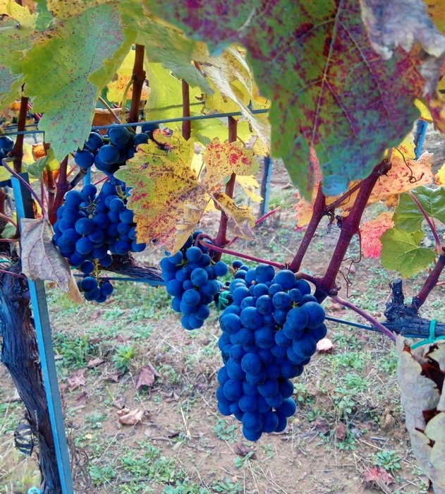 Crveno grožđe Prokupac iz Vinograda Vinarije Milosavljević