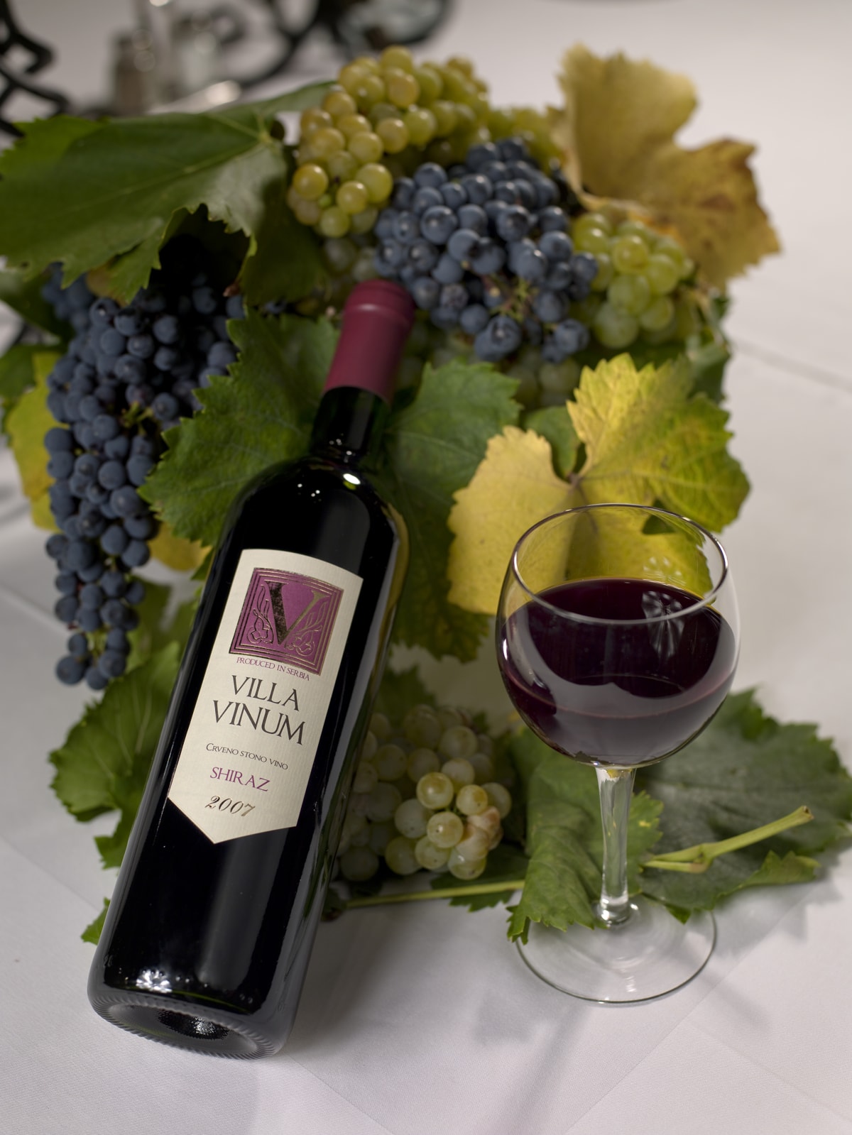 Shiraz vinarije Milosavljević - Vila Vina