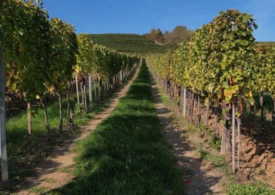 U vinogradu Vinarije Milosavljević