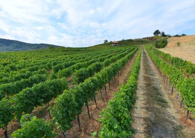 vinograd vinarije Milosavljević - VinaVila