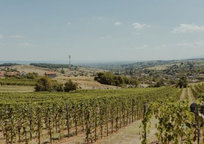 Vinogradi Vinarije Milosavljević - Vina Vila