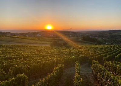 Zalazak sunca u vinogradu Vinarije Milosavljević