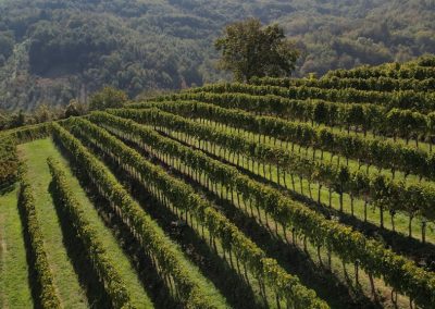 Vinograd Vinarije Milosavljević