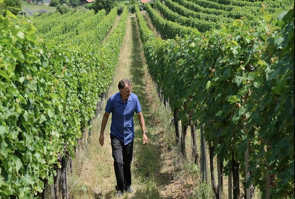 Milomir Milosavljević u svom vinogradu