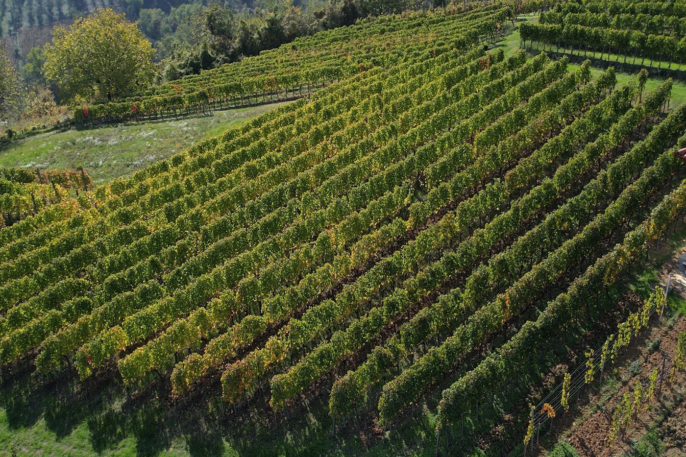 Vinograd Vinarije Milosavljević