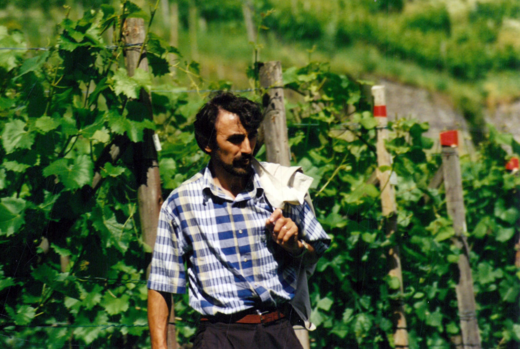 Milomir Milosavljević se šeta kroz vinograd