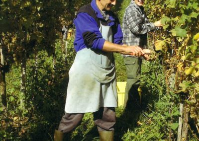 Vinarija Milosavljević - rad u vinogradu